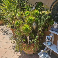 Huge Succulent Plant In A Ceramic Pot
