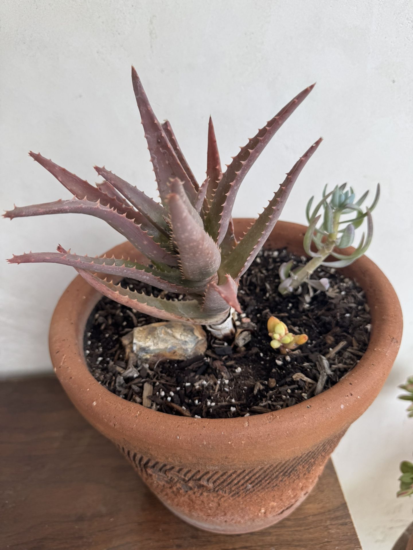 Succulent Plant
