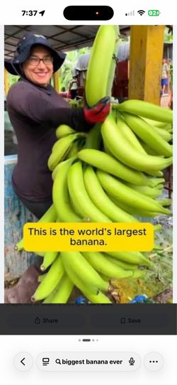 Largest banana in the world plants