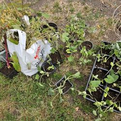 Free Plants & Box Of Scrap Metal