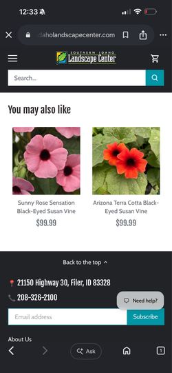 Pink flower vine plant