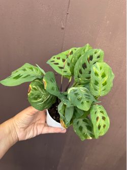4” maranta beauty Kim