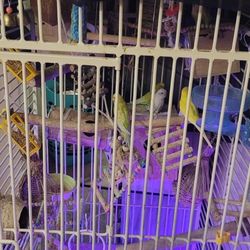 Parakeets/bird Cage 