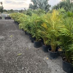 Arecas Palm 