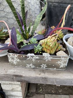Succulent Plants