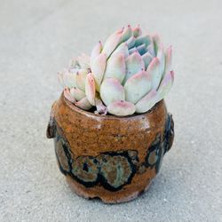 Succulents plants 🪴 
