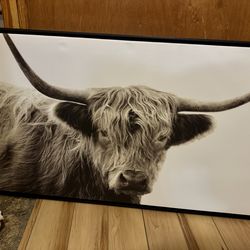 Bull Photo