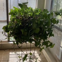 Plant