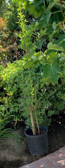 Pomegranate Tree