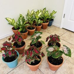 Plants For Sale  20 Each 