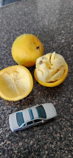 Luc’s Garcinia Plants, Mexican Mangosteen 