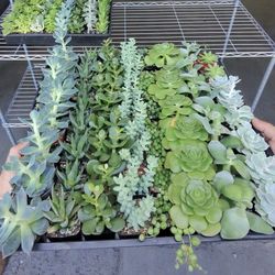 64 adorable 2-inch succulents.