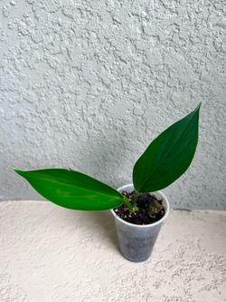 Rhaphidophora  dragon  tail  plant