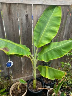 Banana tree