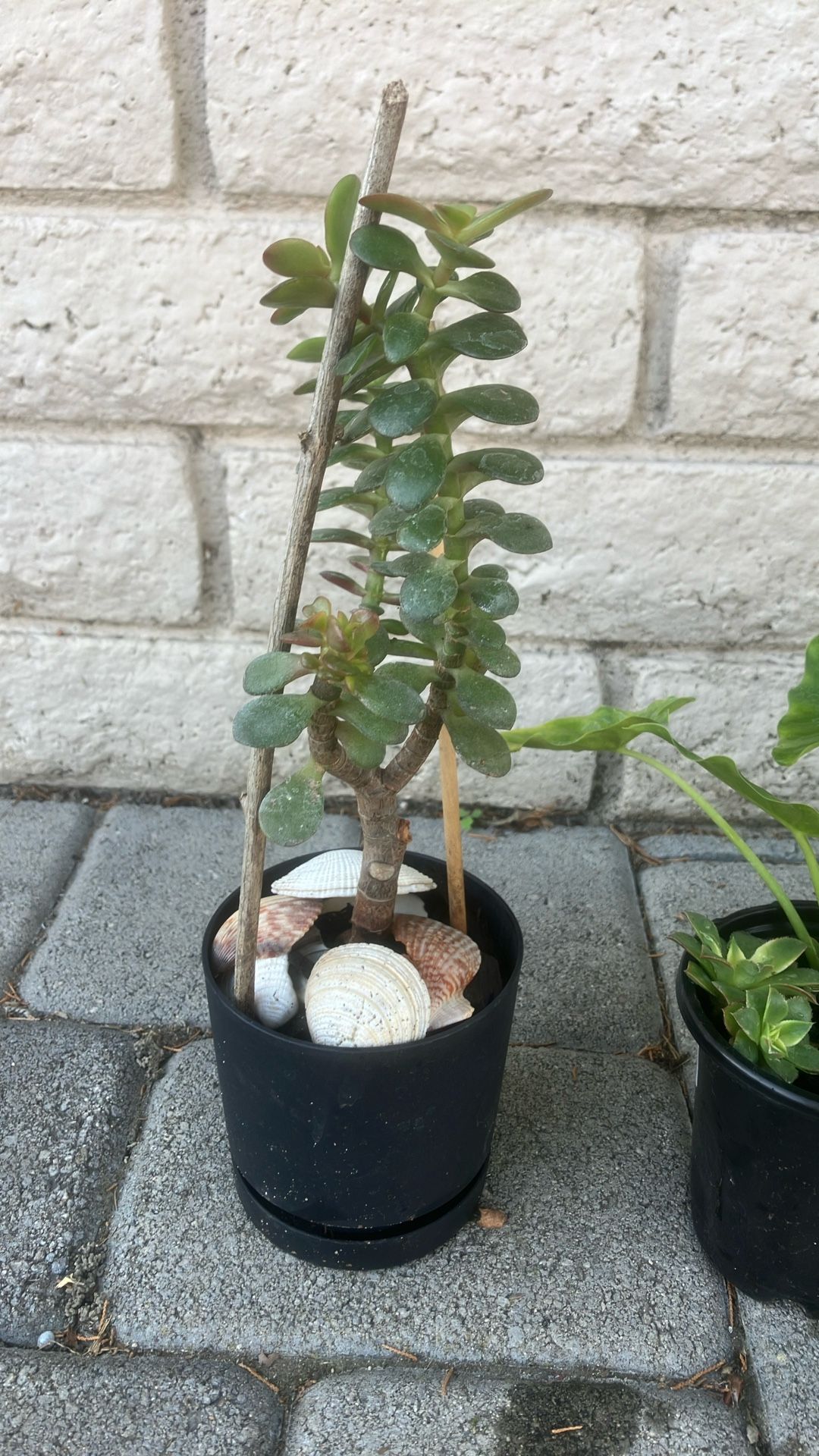 $6 Smedium Plant Pot