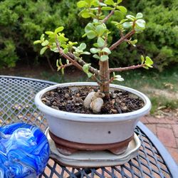 Miniature Jade/Elephant Bush Bonsai Tree 