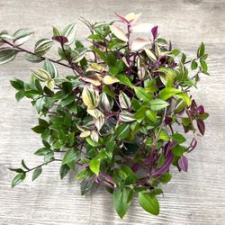 Tradescantia, Inch Plant, Easy To Care House Plant .