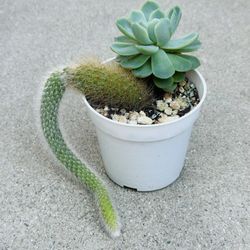 Succulents plants 🪴 