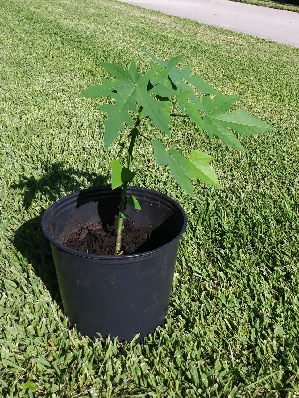 PAPAYA TREE. 100% ORGANIC!!!