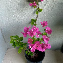 Bougainvillea   Plant 