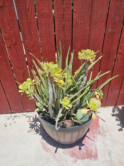Plant sale 15