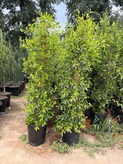 Indian Laurel ficus 15 gal