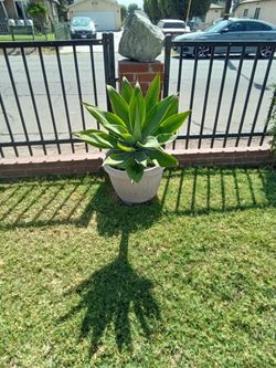 Agave Fox Tail Plant With pues around it