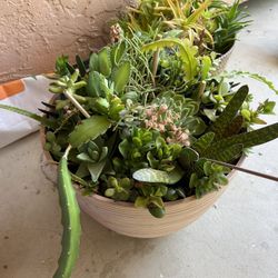XXL Mixed Succulent Planter 