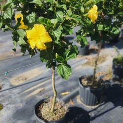 Beautiful Hibiscus Plants!!!