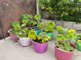 Lotus Water Plants