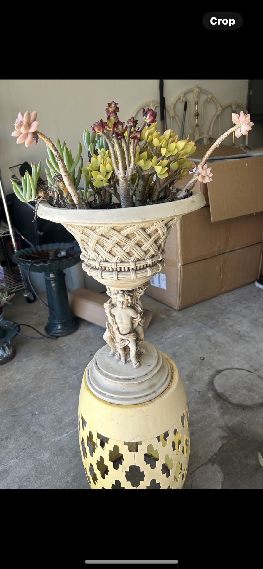 Cherub Plant Holder With Succulents N 2 Yellow Stands