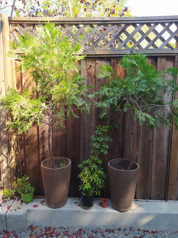 2 big cypresses and two plants
