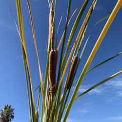 Big water Plant. In 5 Gallons.