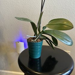 Indoor Houseplant For Sale. Orchid Plant