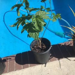 mulberry tree - small  fruit 5 gallon 
