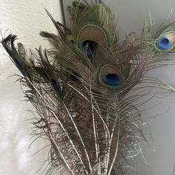 Peacock Feathers