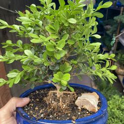 Bonsai $40 Each
