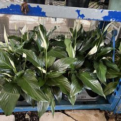 Peace Lily in 6” pot. SPECIAL PRICE 🤩