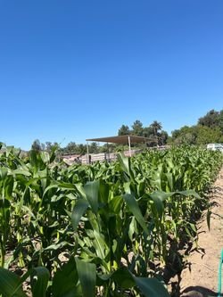 Hojas de Milpa.
