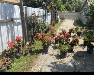 Coronas De Cristo (Read Description)