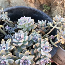 Beautiful Succulents Purple With Green Rate Ones 