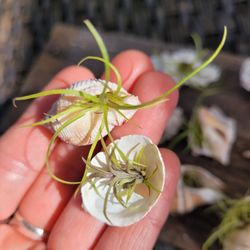 Florida Seashells With Airplants 