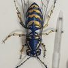 Animal Artwork 