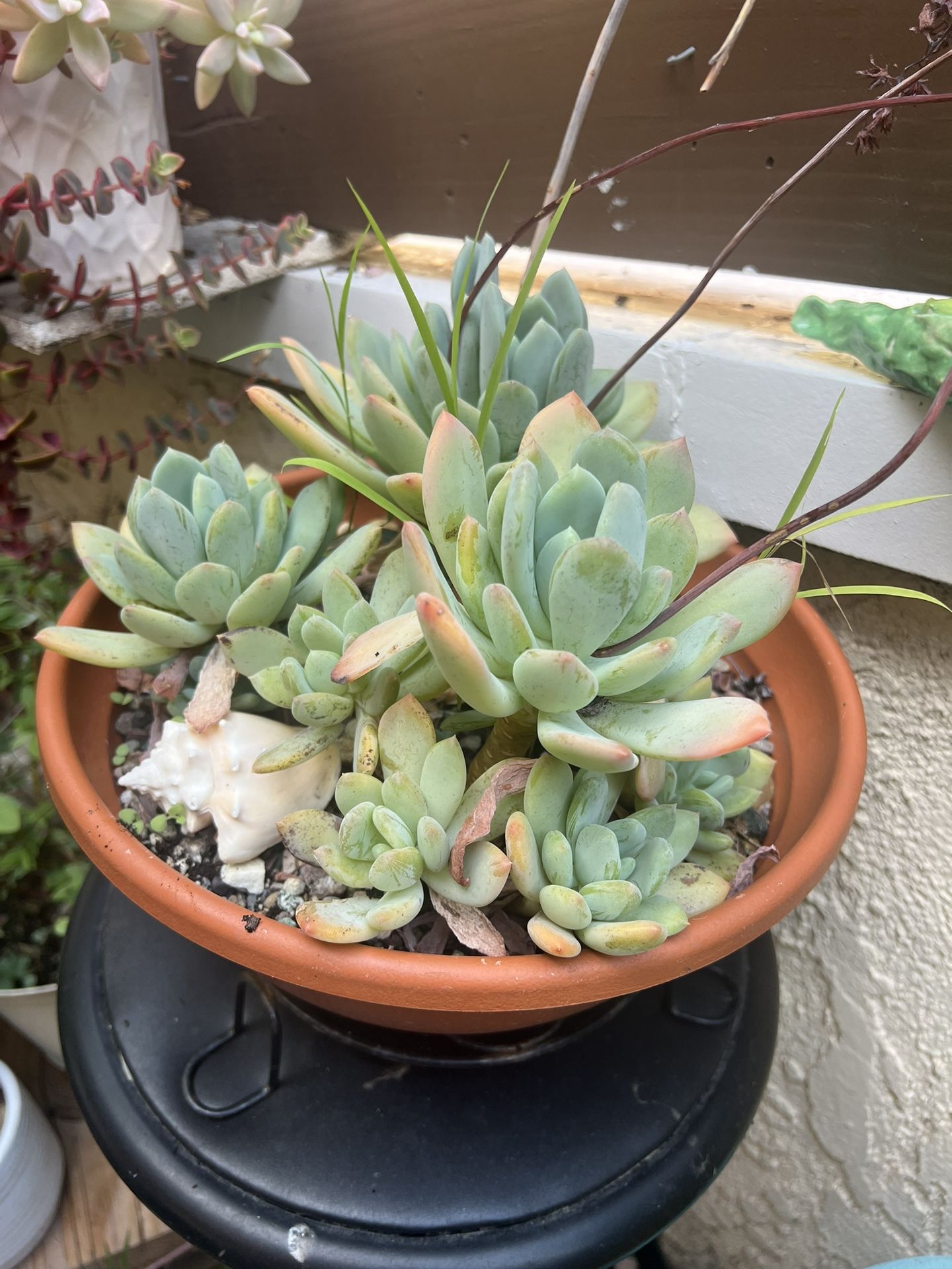 Succulents