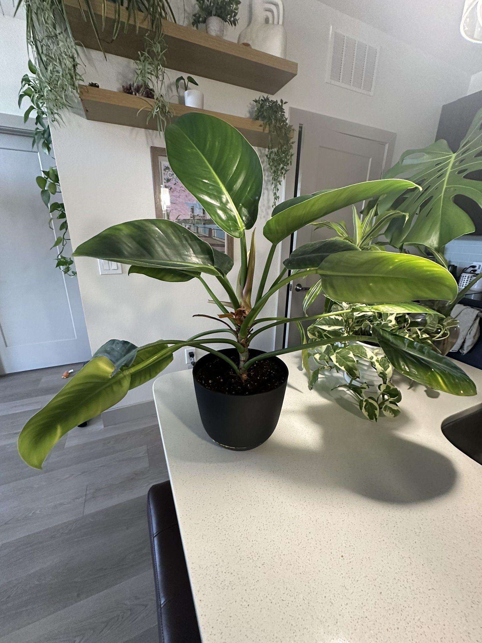 Large Philodendron Plant