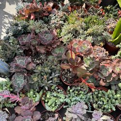 Succulent Plants 