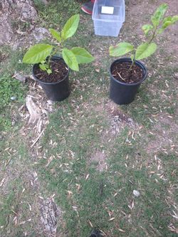 Planta de insulina