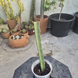 Dragon fruit plant