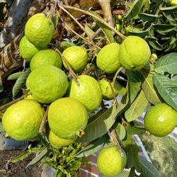 Guayabas For Sale5.guavasfor One Dlls 