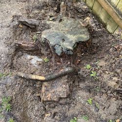 I Need Someone To Remove And Dispose Of This Stump 
